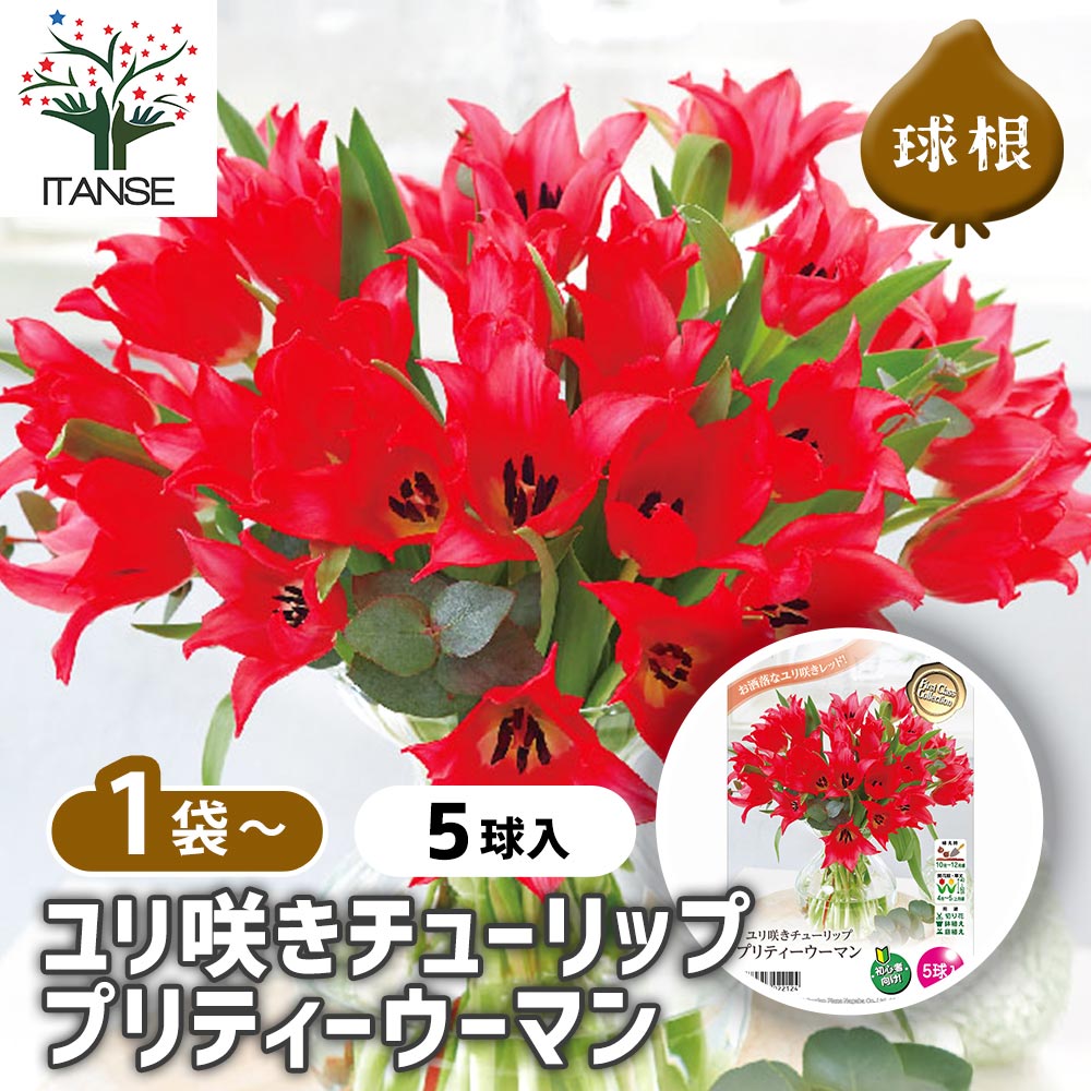 球根☆】ラブラドール 5球 チューリップ レア品種 ボルドー フリンジ