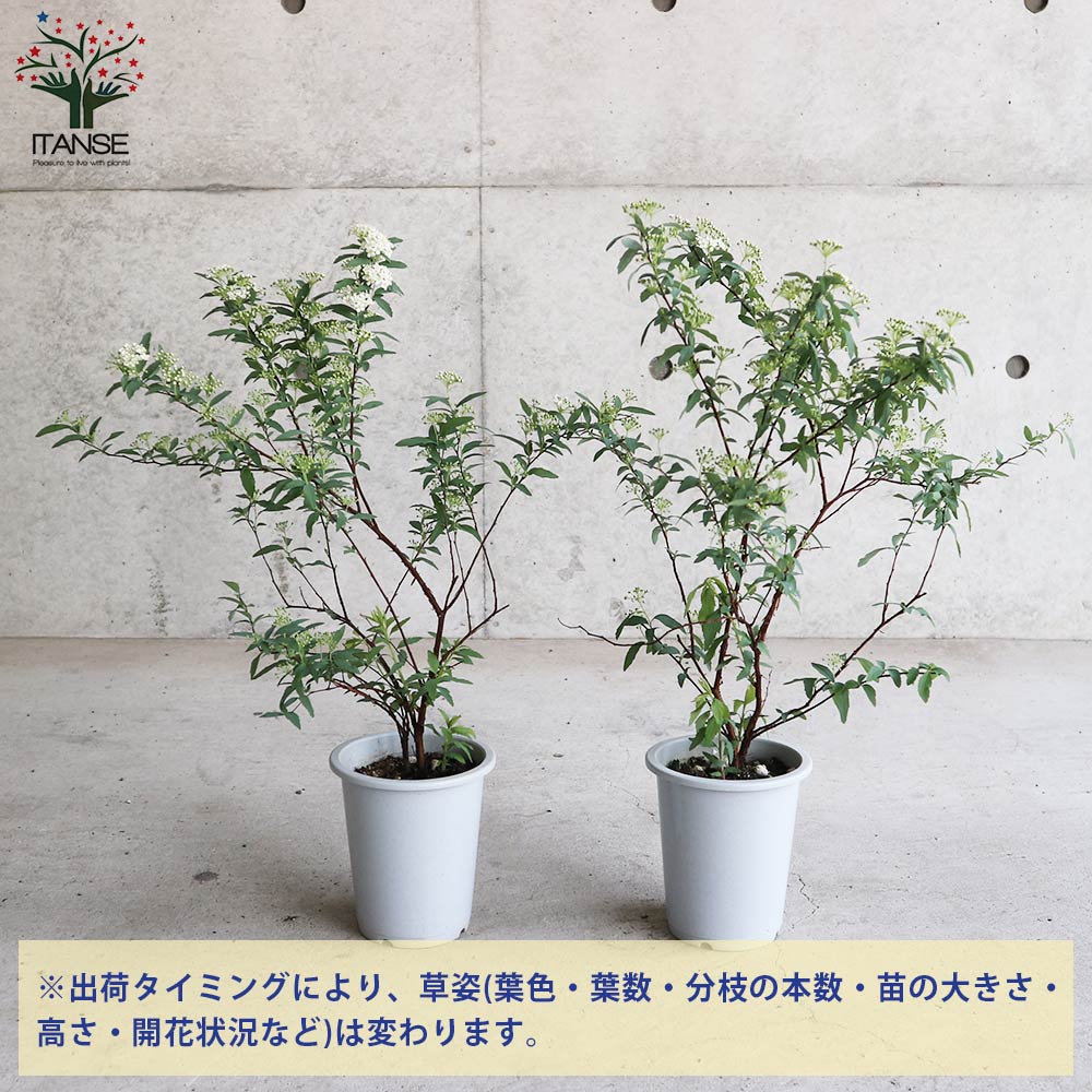 コデマリ (小手毬)【庭木 4号鉢/1個売り】
