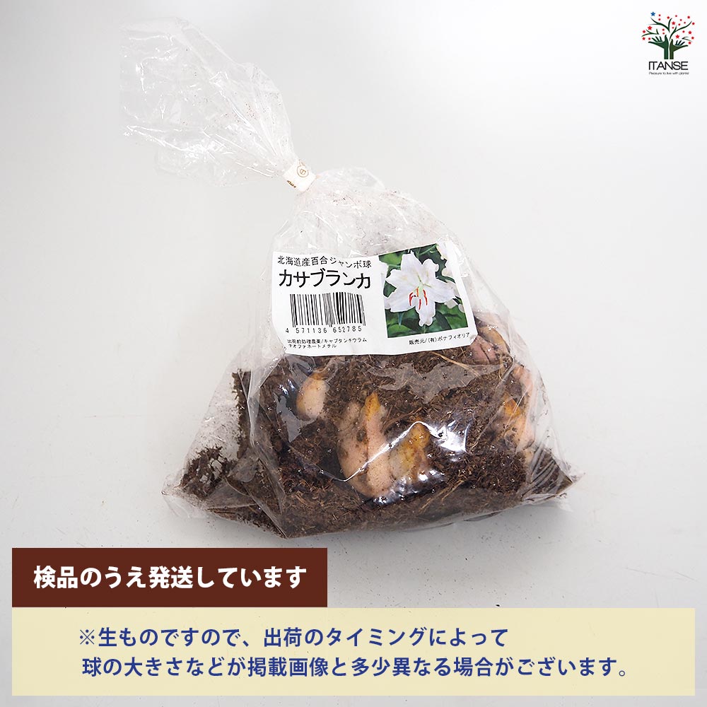 花球根 百合ジャンボ球 北海道産 カサブランカ 【花球根 1球