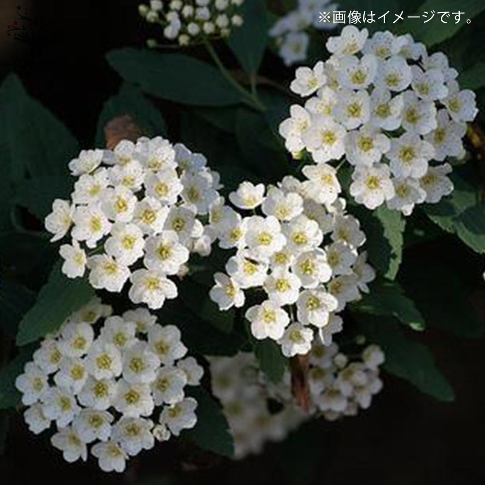 コデマリ (小手毬)【庭木 4号鉢/1個売り】