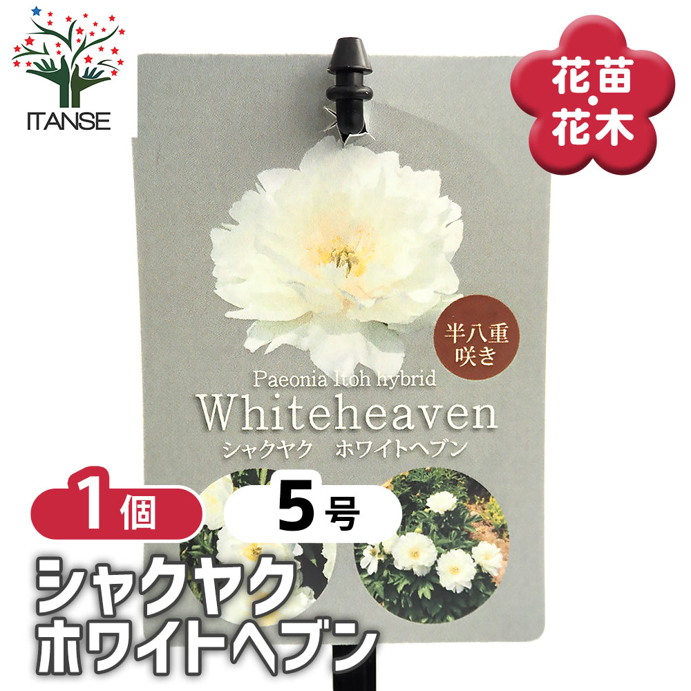 シャクヤク ホワイトヘブン 【花木苗 5号／1個売り】｜ 【植物の