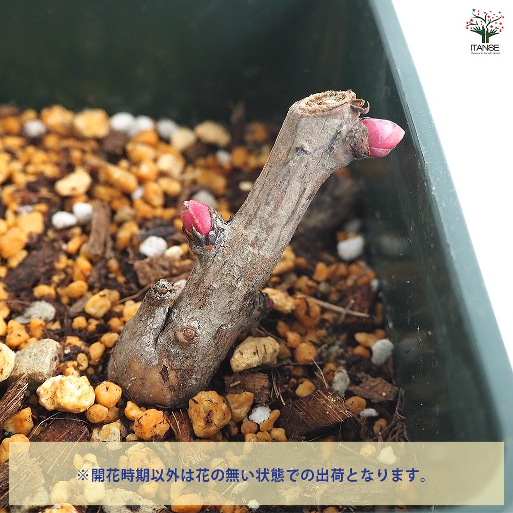 シャクヤク ホワイトヘブン 【花木苗 5号／1個売り】｜ 【植物の