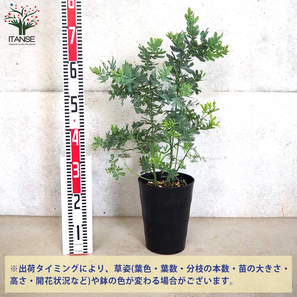 ミモザアカシア　　/414 楽天市場】【現品】ミモザアカシア 7号セラアート鉢植え 苗木