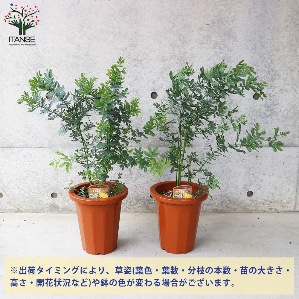 ミモザアカシア 【庭木 7号鉢大苗／1個売り】｜ 【植物の