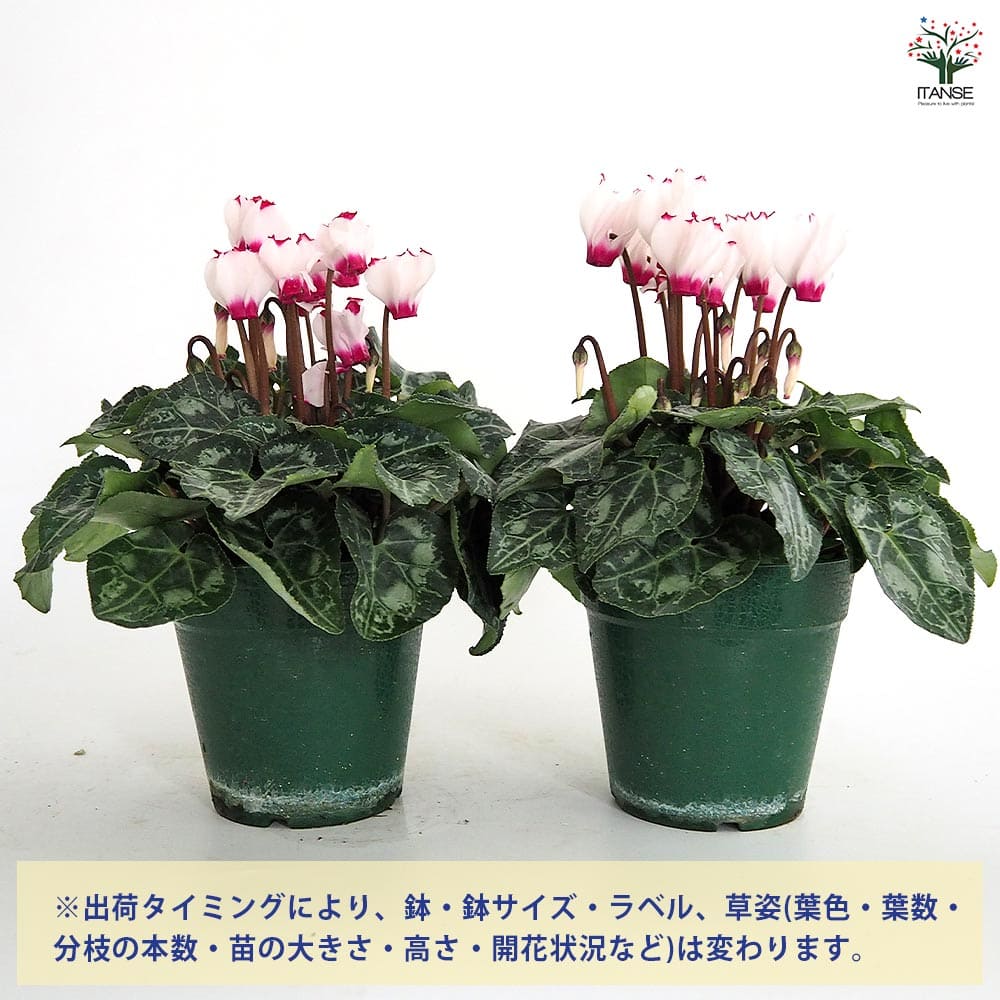 シクラメン ミニビクトリア 【花苗 4号】｜ 【植物のITANSE