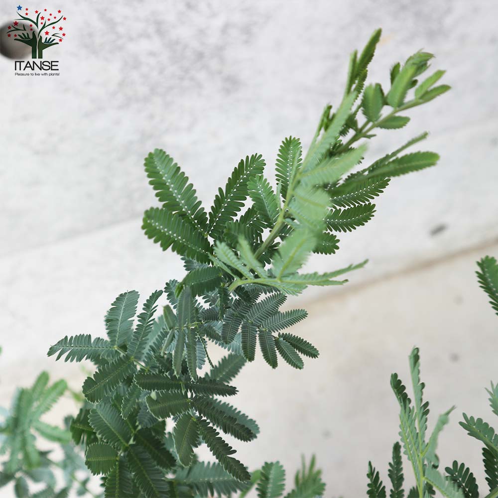 ミモザアカシア 【庭木 7号鉢大苗／1個売り】｜ 【植物のITANSE