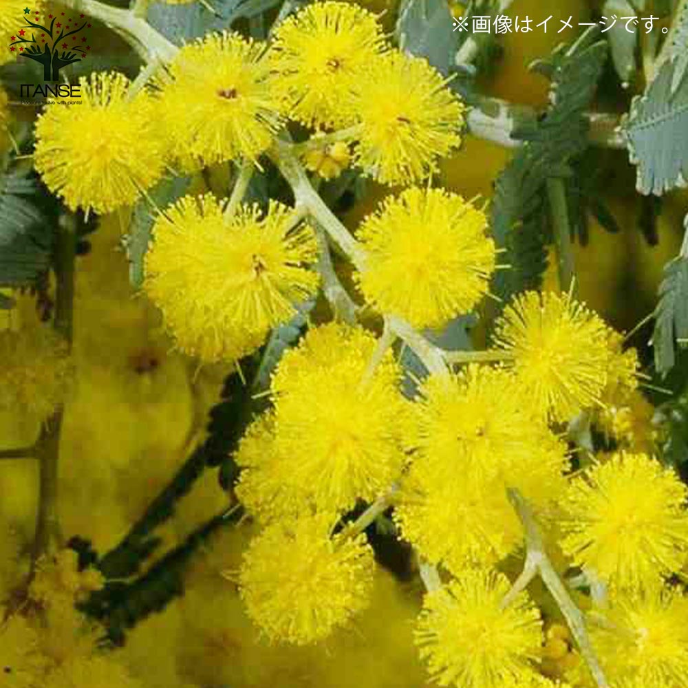 ミモザアカシア　　/ 654 ミモザアカシア / 654 - メルカリ