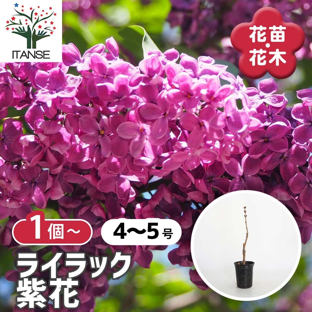 ライラック 紫花 【花木苗 4号／1個売り】｜ 【植物のITANSE