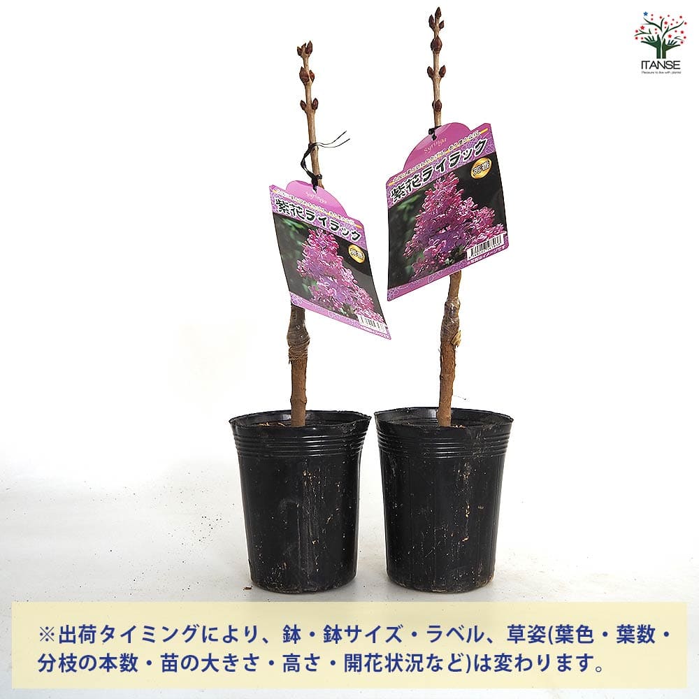 ライラック 紫花 【花木苗 4号／1個売り】｜ 【植物のITANSE