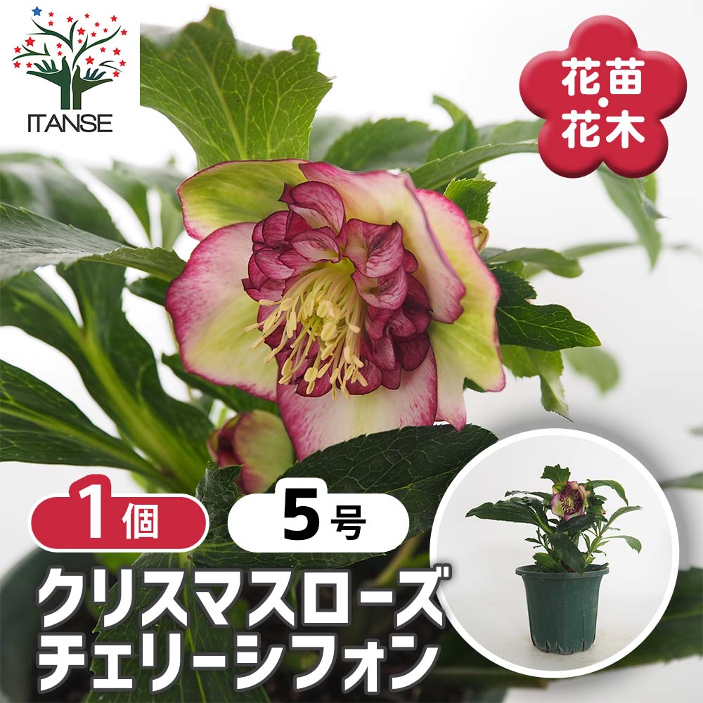 クリスマスローズ チェリーシフォン 【花苗 5号／1個売り】｜ 【植物の