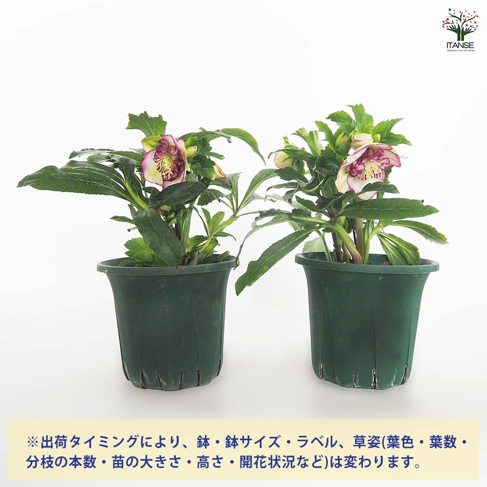 クリスマスローズ チェリーシフォン 【花苗 5号／1個売り】｜ 【植物の