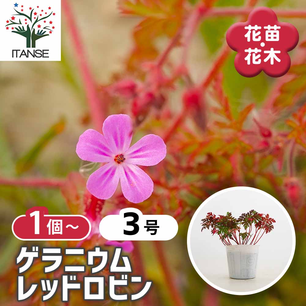 レッドロビン　２５本　４月限定 ゲラニウム レッドロビン 【花苗 3号】｜ 【植物のITANSE】全品
