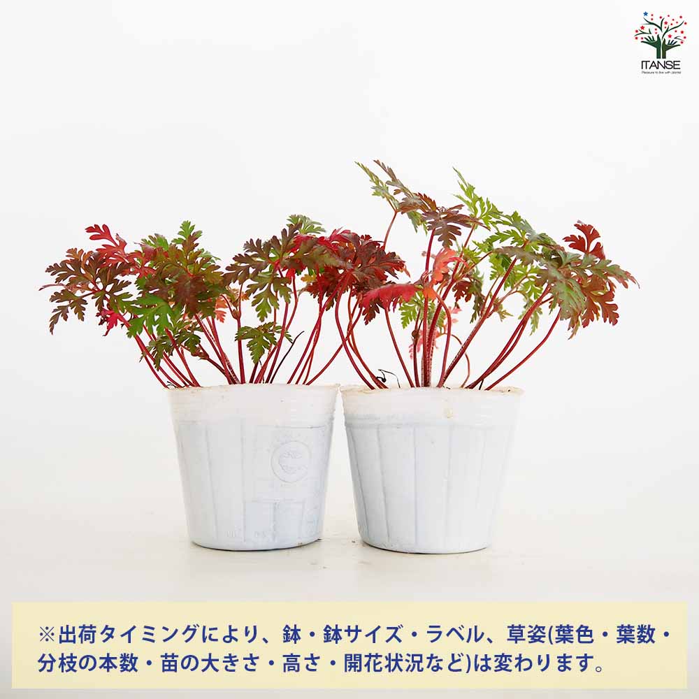 レッドロビン　２５本　４月限定 ゲラニウム レッドロビン 【花苗 3号】｜ 【植物のITANSE】全品