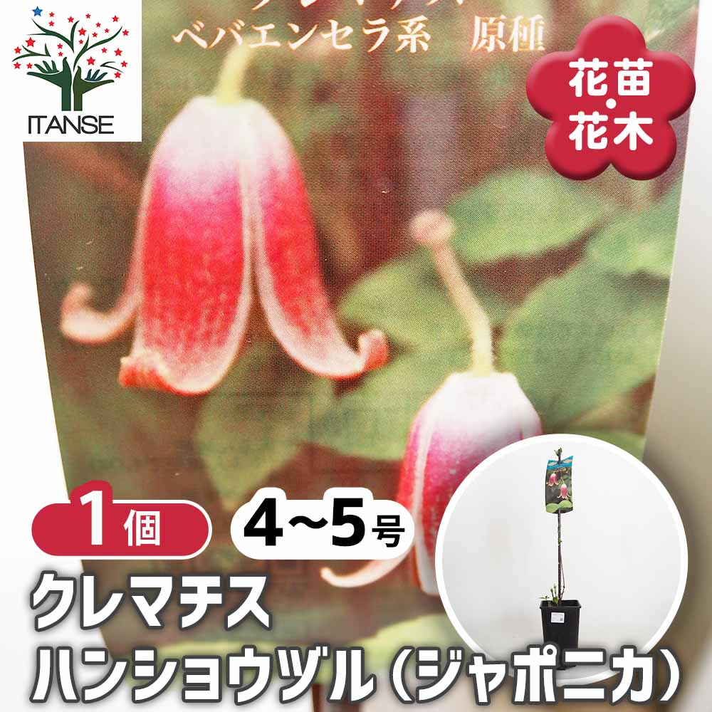 クレマチス ハンショウヅル(ジャポニカ) 【花苗 4号／1個売り