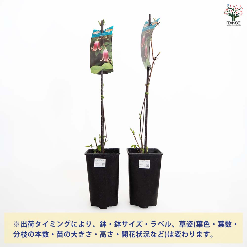 クレマチス ハンショウヅル(ジャポニカ) 【花苗 4号／1個売り