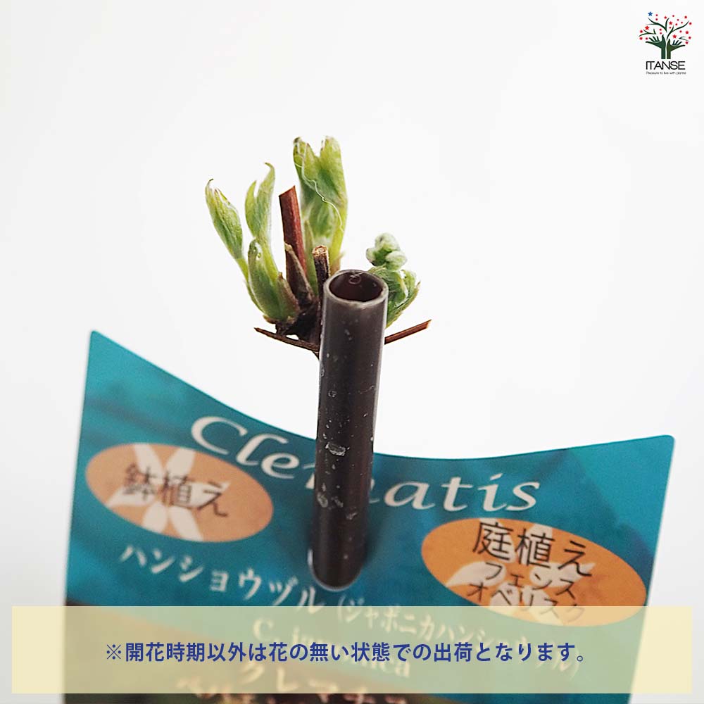 クレマチス ハンショウヅル(ジャポニカ) 【花苗 4号／1個売り