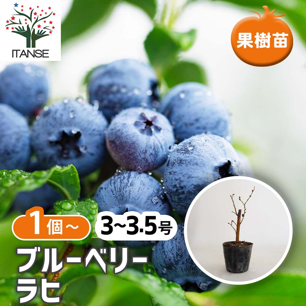 ブルーベリー　木　果樹　木　5年、3年 3年生育 ブルーベリー苗 シャープブルー | てしまの野菜苗,果樹苗