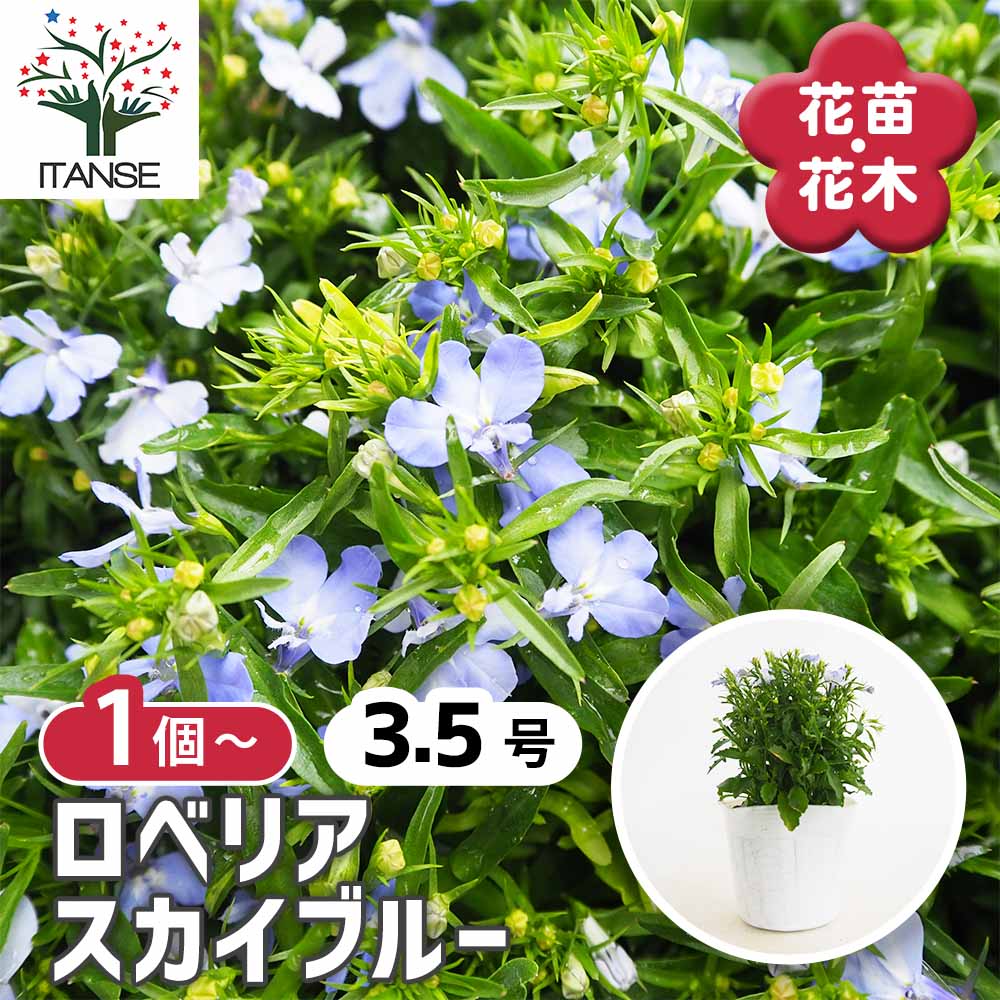 ロベリア スカイブルー 【花苗 3.5号】｜ 【植物のITANSE】全品
