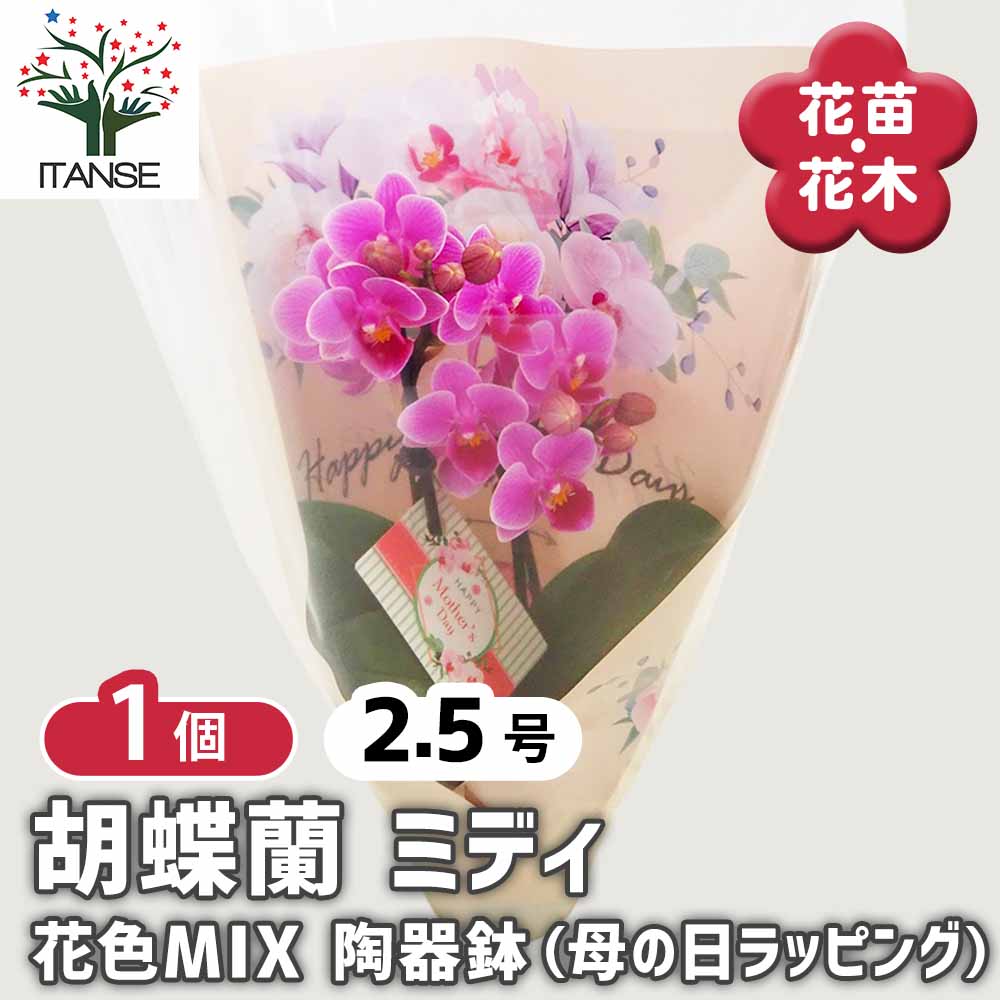 胡蝶蘭 ミディMIX 陶器鉢(母の日ラッピング) 【花苗 2.5号／1個売り