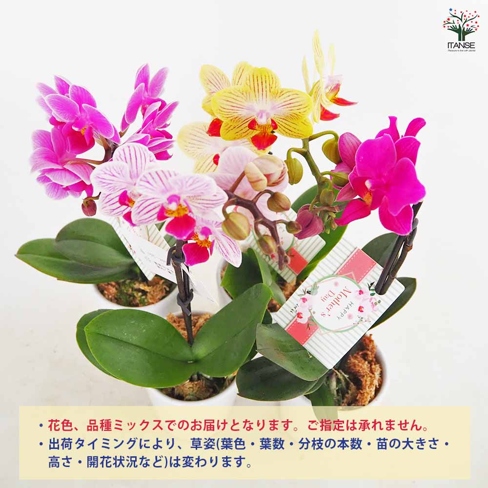 胡蝶蘭 ミディMIX 陶器鉢(母の日ラッピング) 【花苗 2.5号／1個売り
