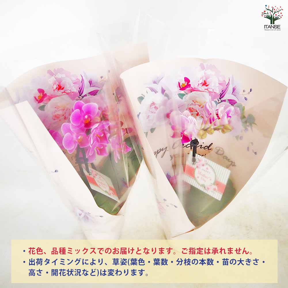 胡蝶蘭 ミディMIX 陶器鉢(母の日ラッピング) 【花苗 2.5号／1個売り