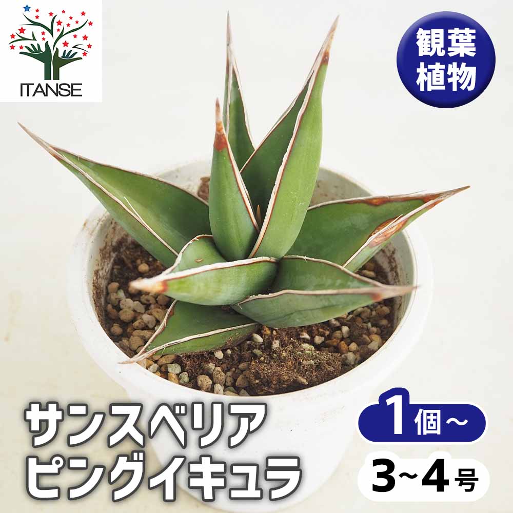 サンスベリア ピングイキュラ 【観葉植物 4号】｜ 【植物の