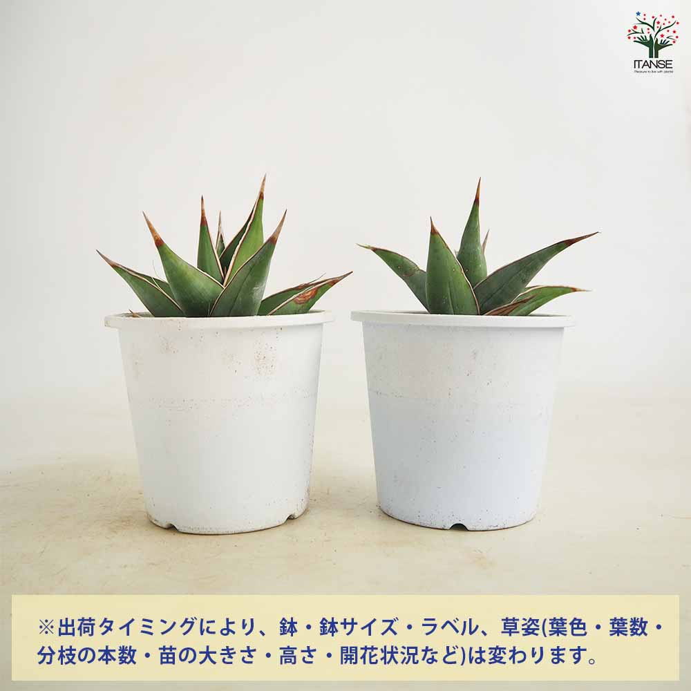 サンスベリア ピングイキュラ 【観葉植物 4号】｜ 【植物の