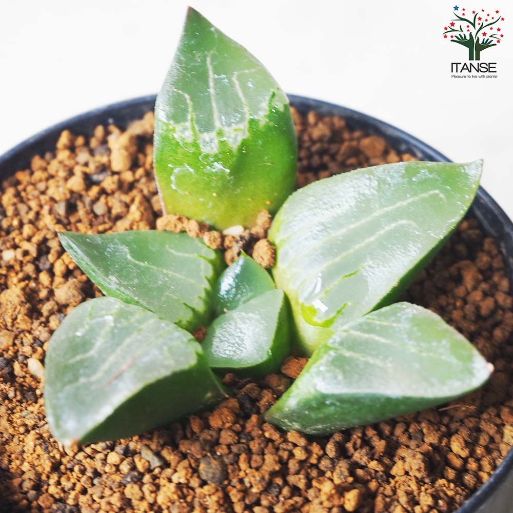 12 ハオルチア 万象錦 南亜の星錦