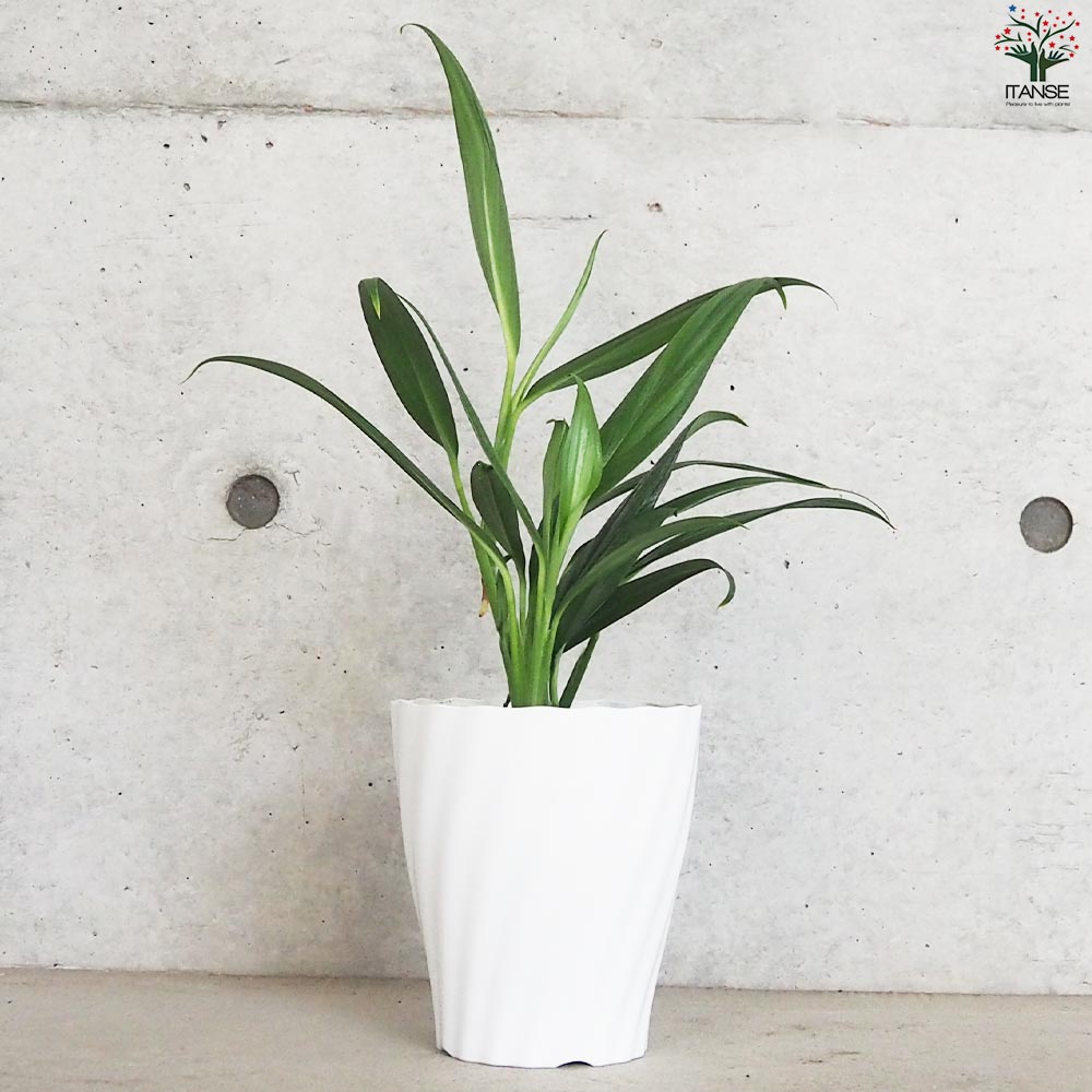 モンステラ シルバーシャトルコック【観葉植物 5号鉢/1個売り】