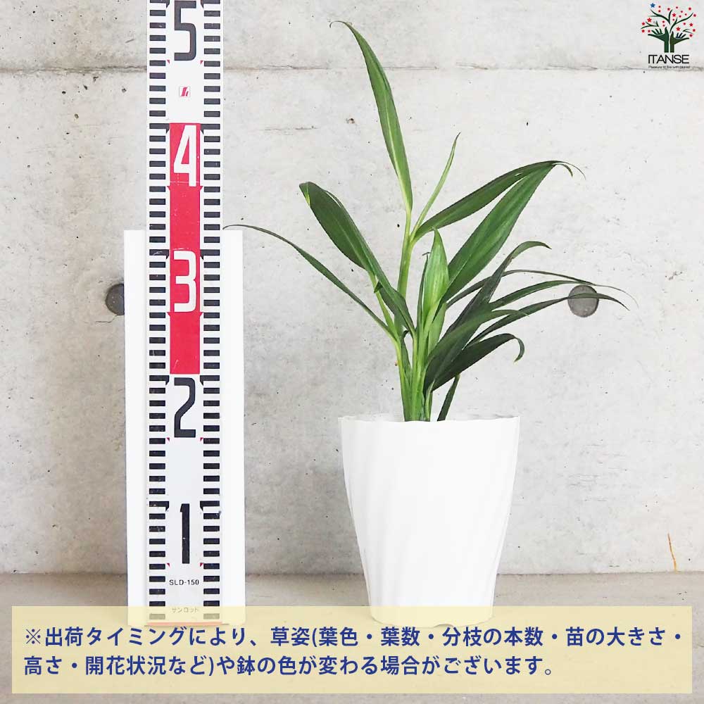 モンステラ シルバーシャトルコック【観葉植物 5号鉢/1個売り】