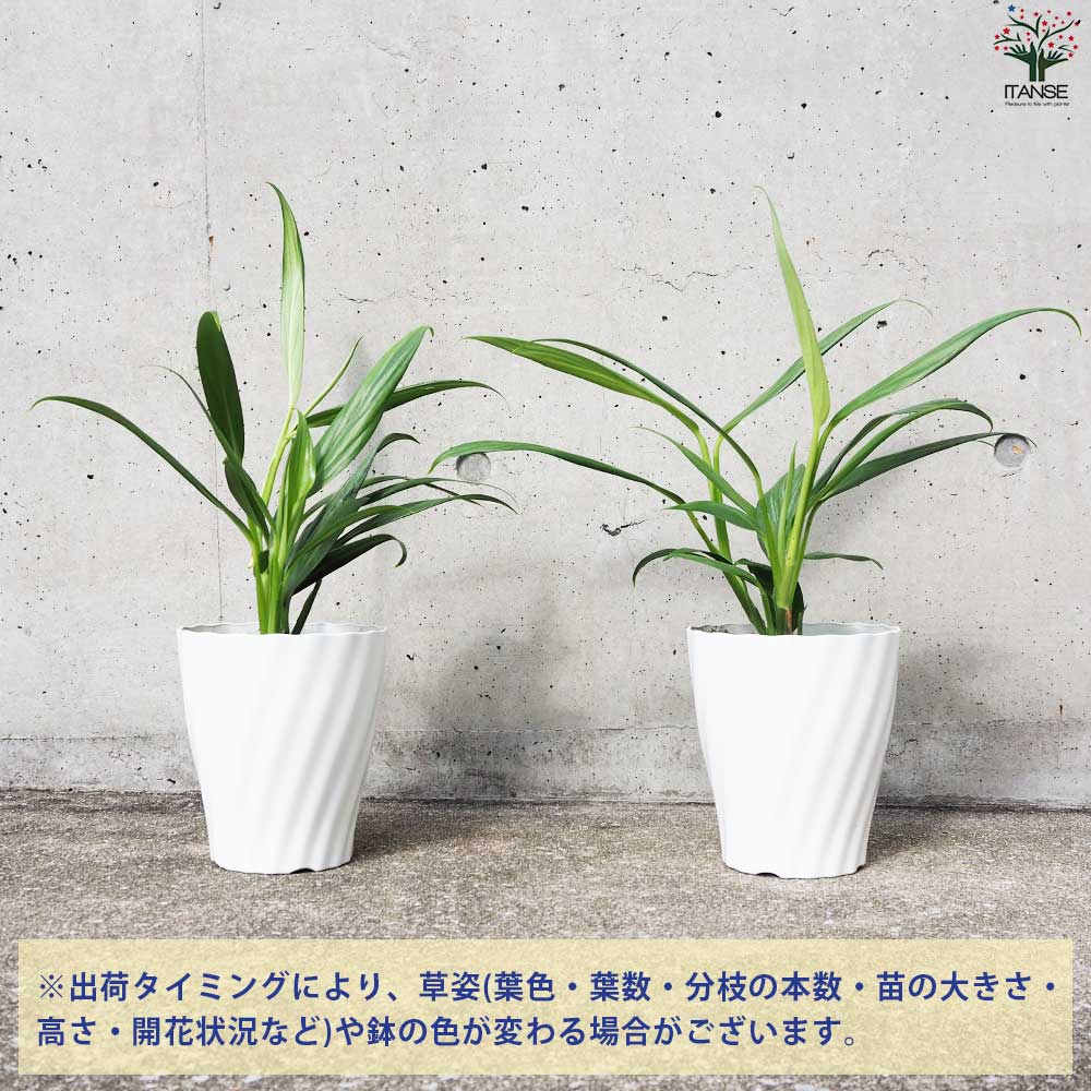モンステラ シルバーシャトルコック【観葉植物 5号鉢/1個売り】