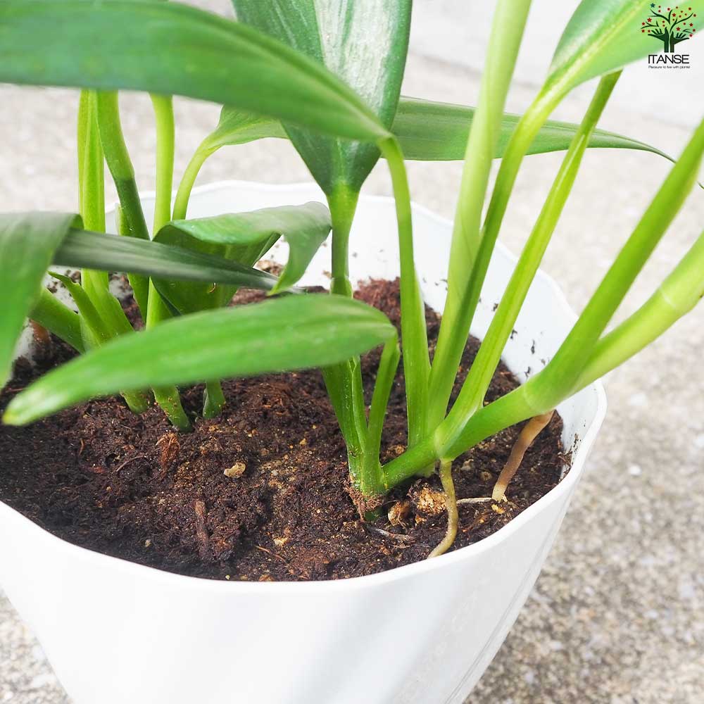 モンステラ シルバーシャトルコック【観葉植物 5号鉢/1個売り】