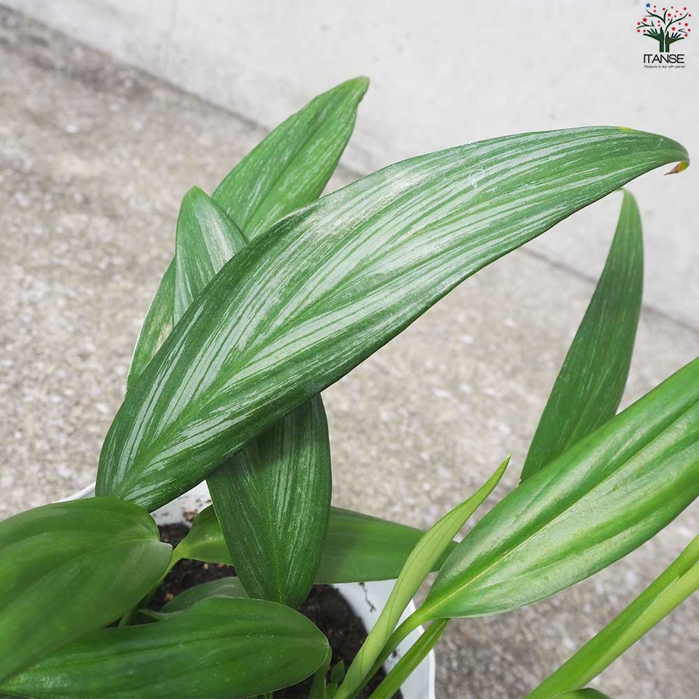 モンステラ シルバーシャトルコック【観葉植物 5号鉢/1個売り】