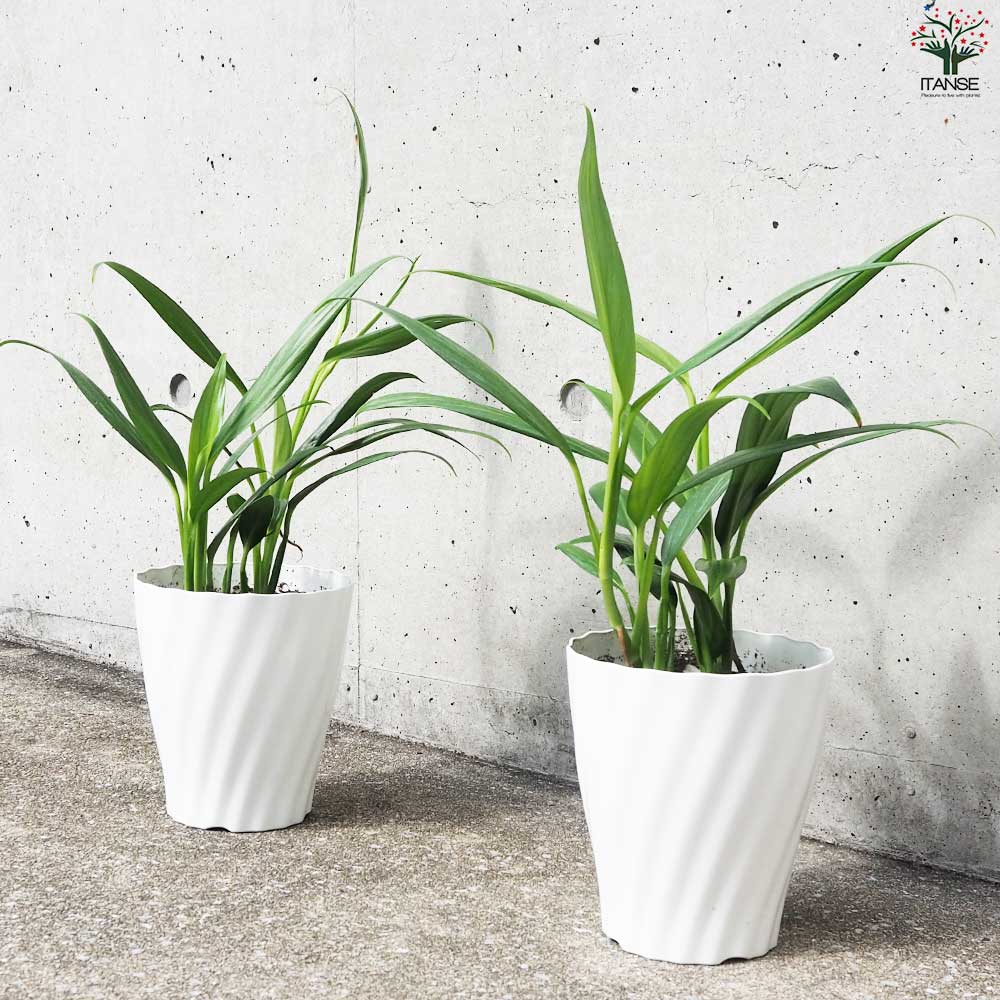 モンステラ シルバーシャトルコック【観葉植物 5号鉢/1個売り】