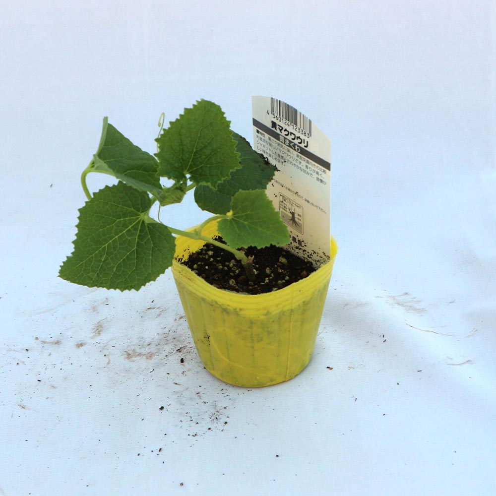 黄まくわメロン(品種:コロナ)接ぎ木苗2個～【野菜 接木苗9cmポット