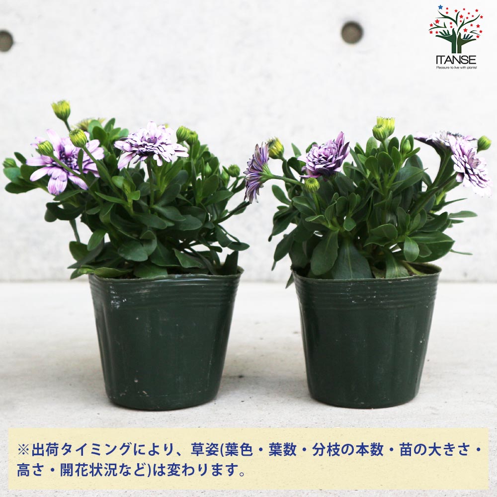 オステオスペルマム挿し木苗3種セット オステオスペルマム挿し木苗3種セット オステオスペルマム挿し木苗3種