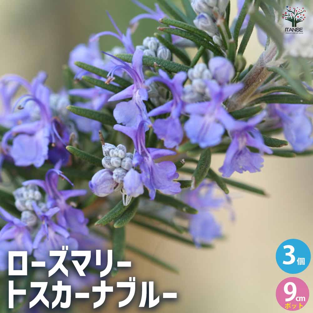 ローズマリー トスカーナブルー(立性)【ハーブ苗9cmポット】