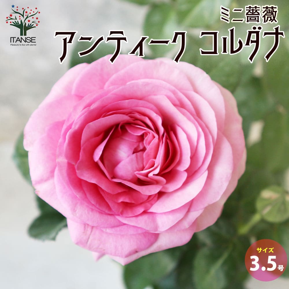 ミニ薔薇 アンティーク・コルダナ【花苗 3.5号鉢売り】