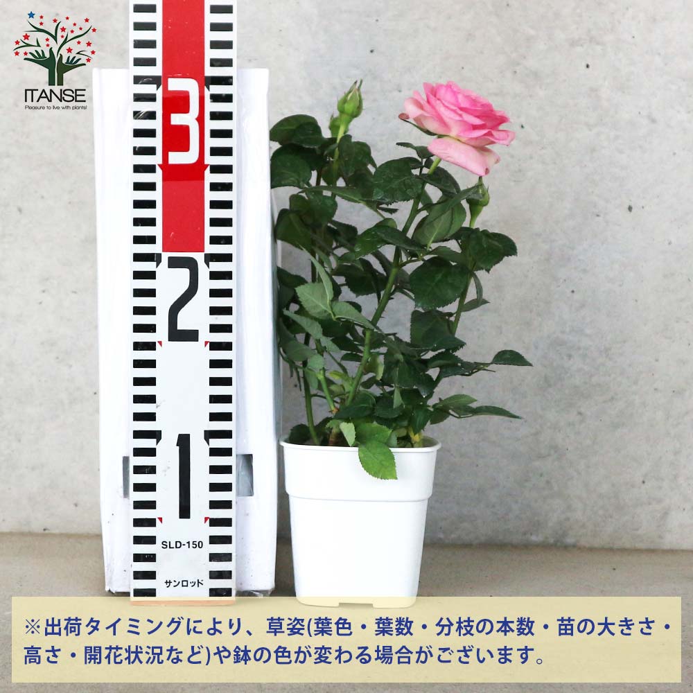 ミニ薔薇 アンティーク・コルダナ【花苗 3.5号鉢売り】