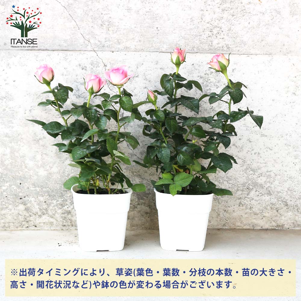 ミニ薔薇 アンティーク・コルダナ【花苗 3.5号鉢売り】｜ 【植物の