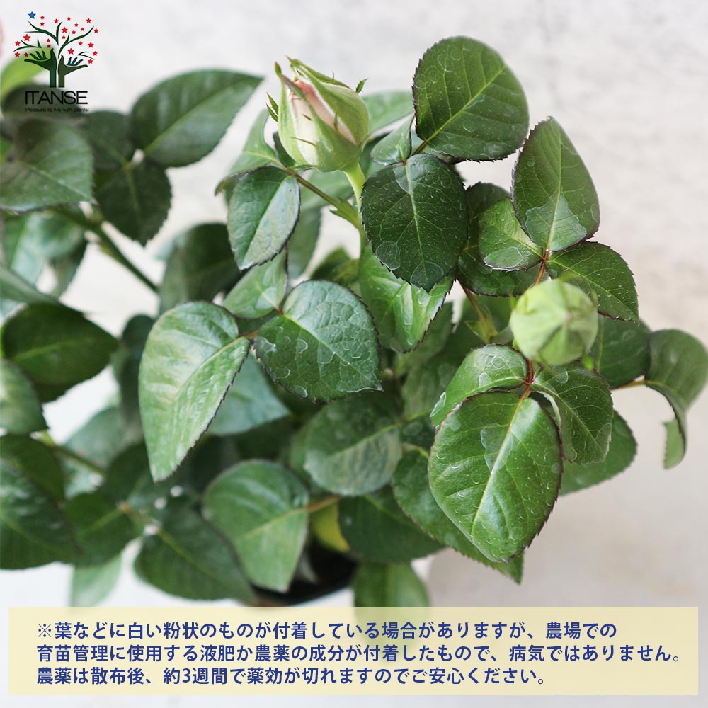 ミニ薔薇 アンティーク・コルダナ【花苗 3.5号鉢売り】