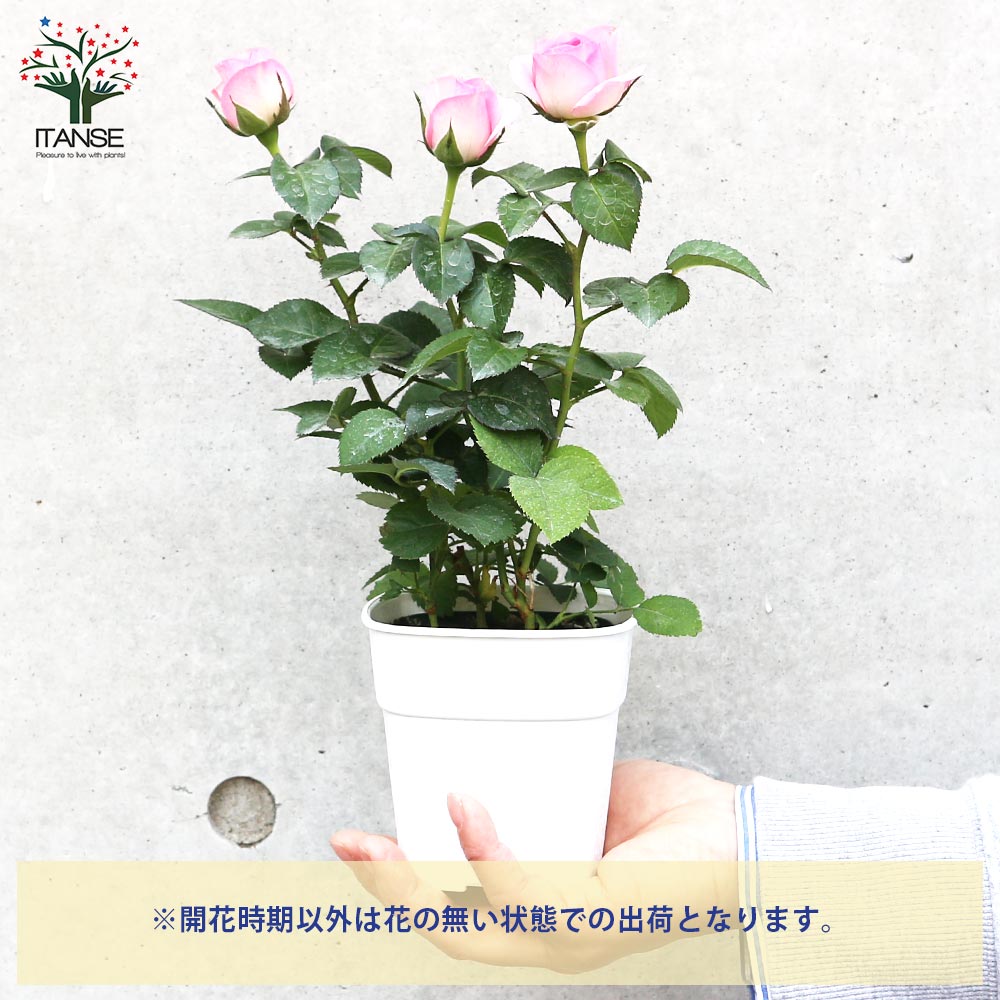 ミニ薔薇 アンティーク・コルダナ【花苗 3.5号鉢売り】