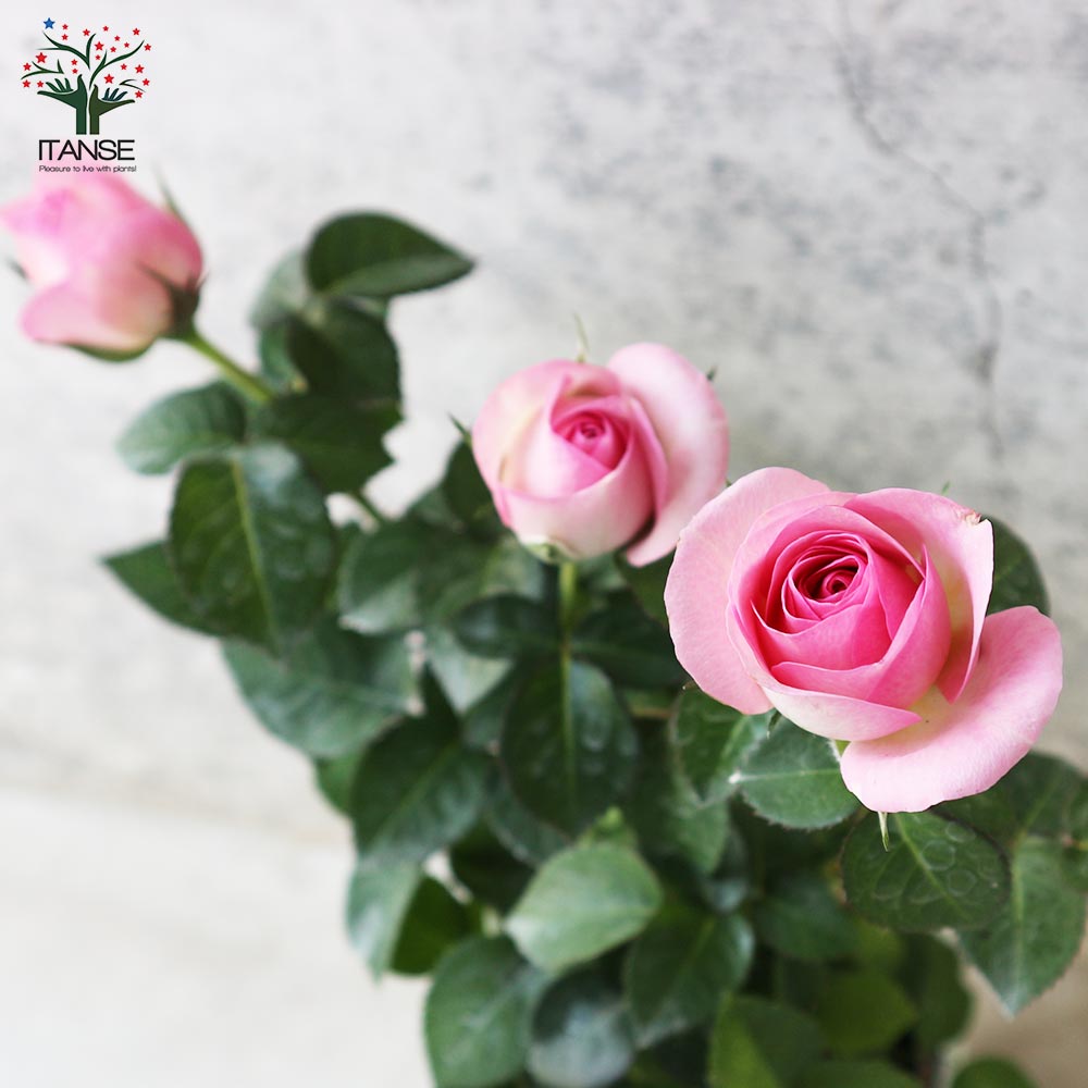 ミニ薔薇 アンティーク・コルダナ【花苗 3.5号鉢売り】｜ 【植物の