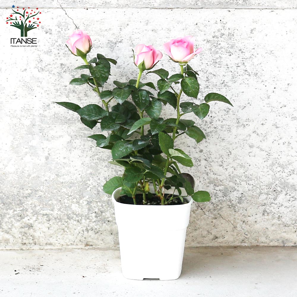 ミニ薔薇 アンティーク・コルダナ【花苗 3.5号鉢売り】