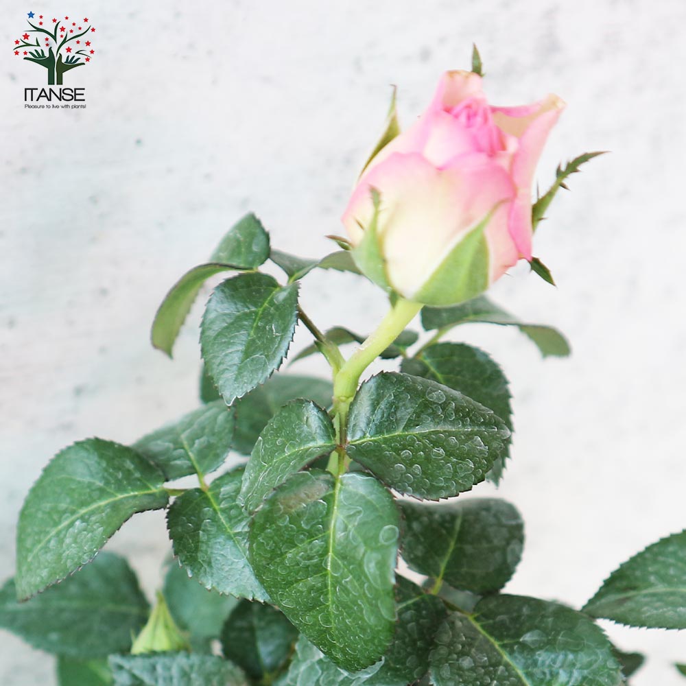 ミニ薔薇 アンティーク・コルダナ【花苗 3.5号鉢売り】