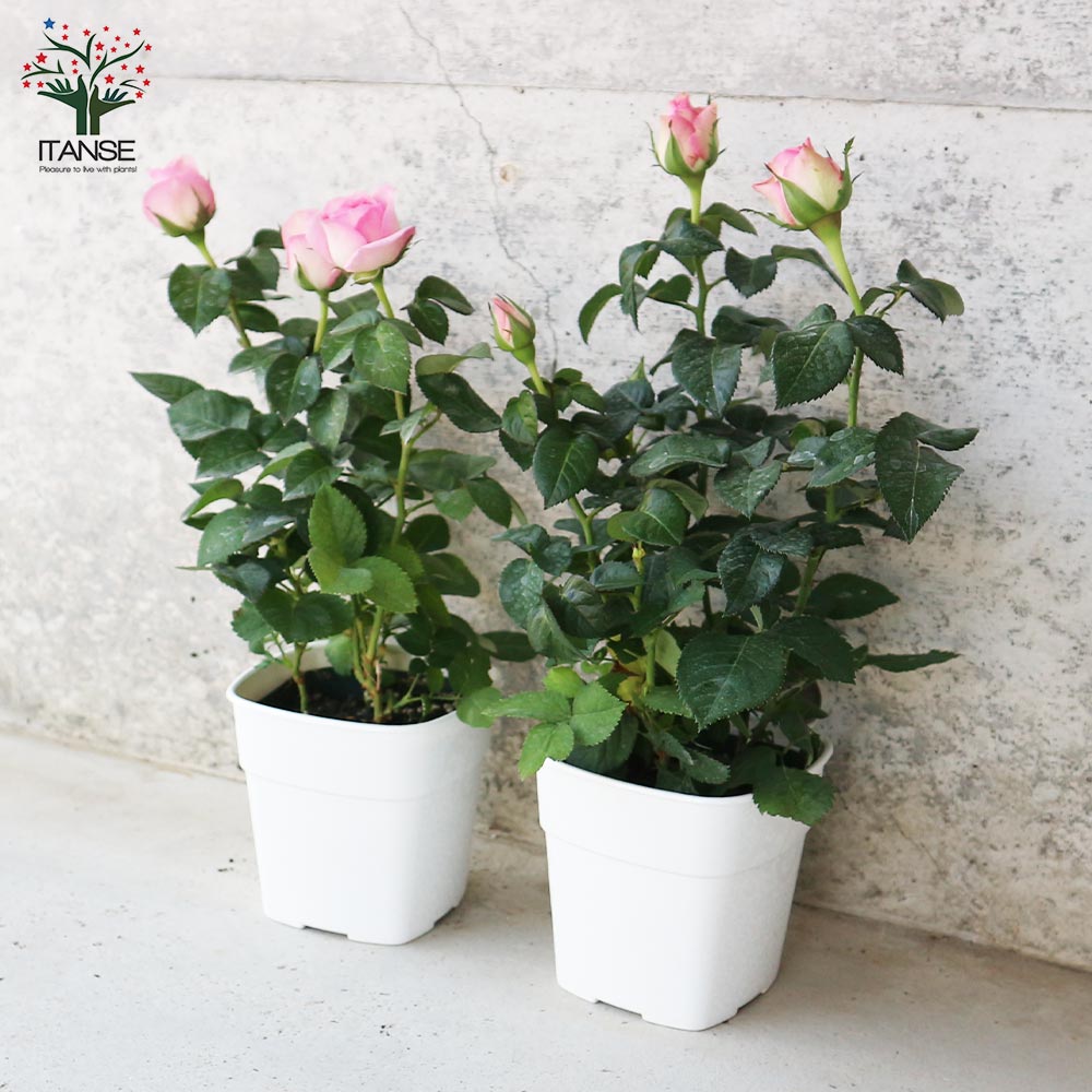 ミニ薔薇 アンティーク・コルダナ【花苗 3.5号鉢売り】｜ 【植物の