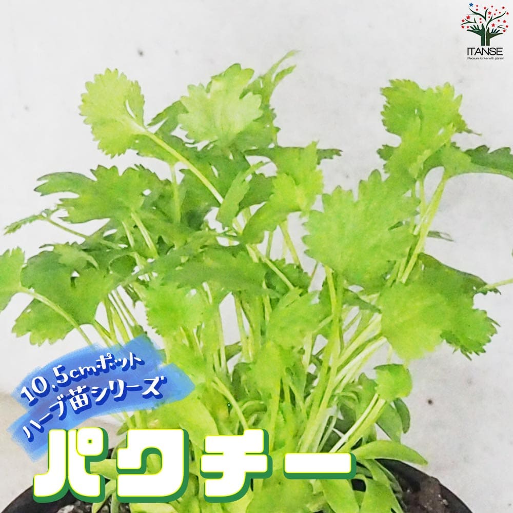 パクチー 10.5cm2個~【おうちで簡単!育てやすい10.5cmポットハーブ苗シリーズ!】