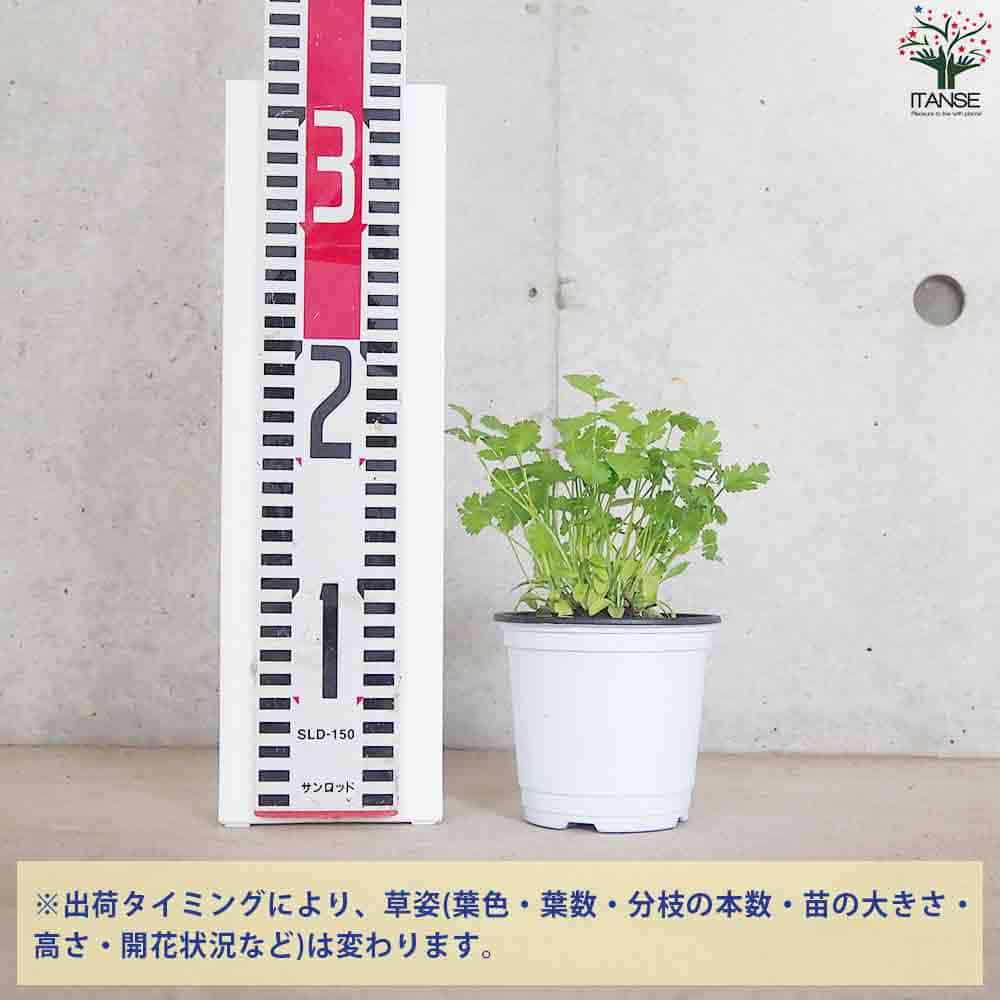 パクチー 10.5cm2個~【おうちで簡単!育てやすい10.5cmポットハーブ苗シリーズ!】