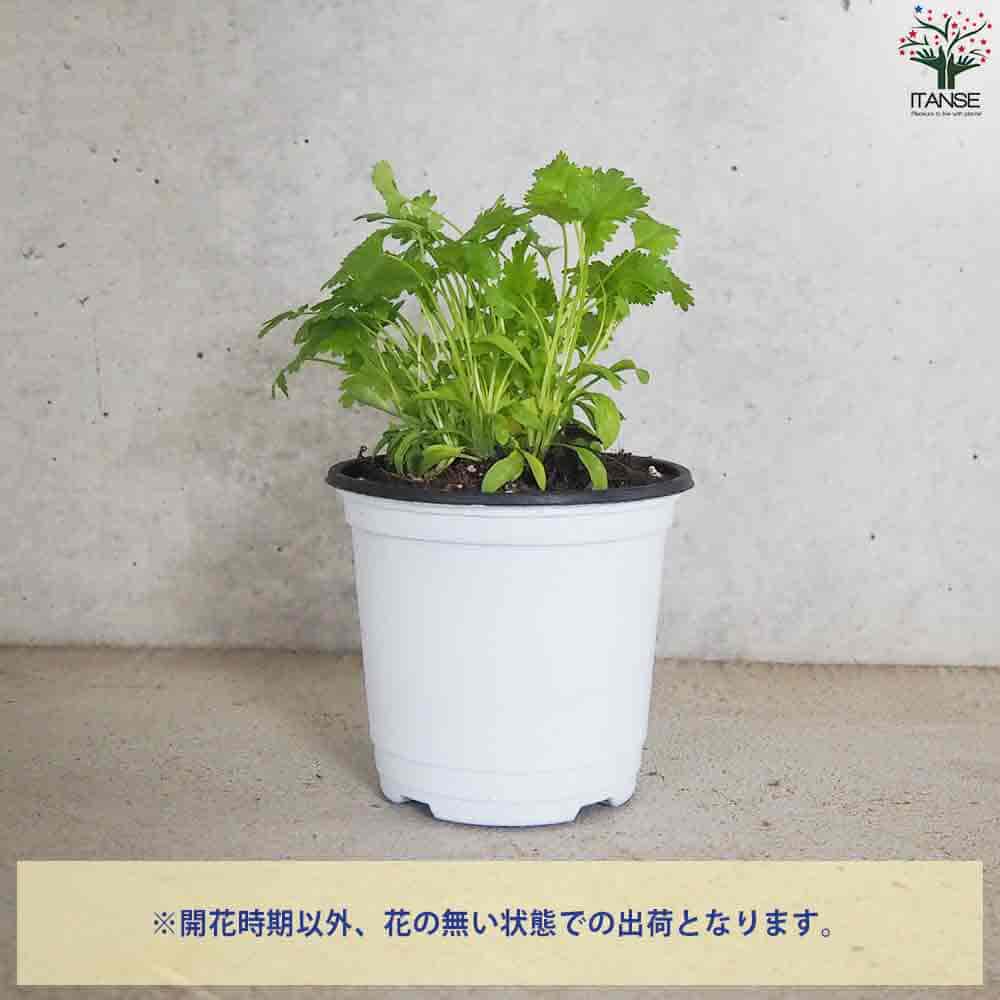 パクチー 10.5cm2個~【おうちで簡単!育てやすい10.5cmポットハーブ苗シリーズ!】