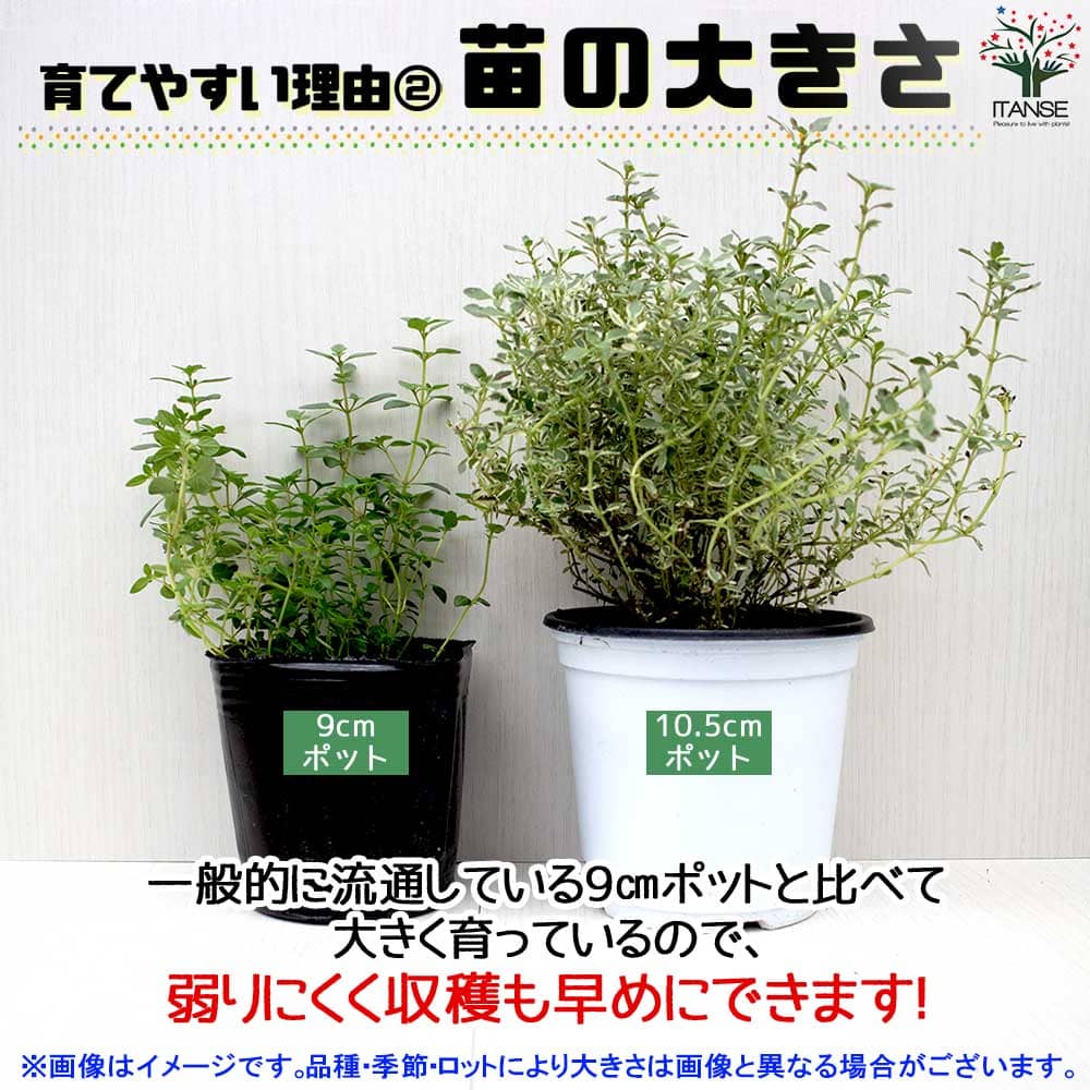 パクチー 10.5cm2個~【おうちで簡単!育てやすい10.5cmポットハーブ苗シリーズ!】